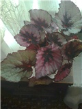 begonia rex1